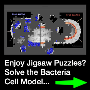 Bacteria Jigsaw