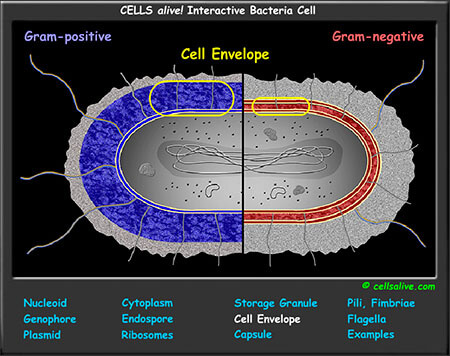 Bacteria Cell Model