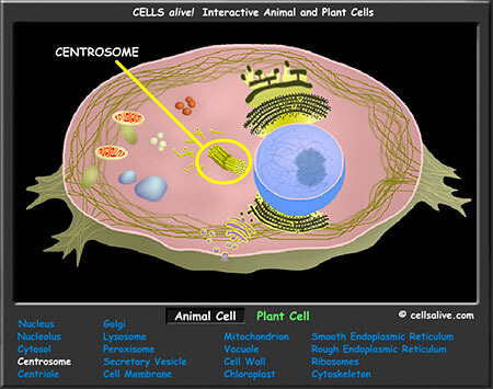 Plant, Animal Cell Model