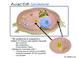 Cell Model PPT