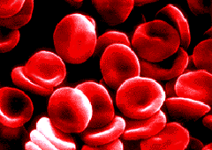 Human Red Blood Cells