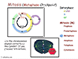 Cell Division PPT